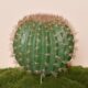 Simulated cactus potted sand plant green plant landscaping