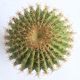 Simulated cactus potted sand plant green plant landscaping