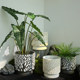 Old cement large flower pot and large diameter floor-standing flower vessel