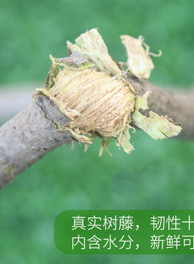 树藤枯藤枝绿植管道道具装饰藤条