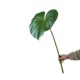 Simulated bird of paradise turtle back leaf green plant landscaping decoration