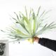 Simulated staghorn leaves tropical sand plant leaves landscaping