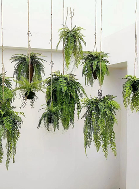 仿真悬挂霸王蕨植物森系造景摆件