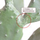 Internet celebrity simulated Leon cactus green plant potted ornaments