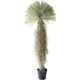 Simulated scarecrow agave green plant potted landscaping
