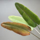 Simulated bird of paradise turtle back leaf green plant landscaping decoration