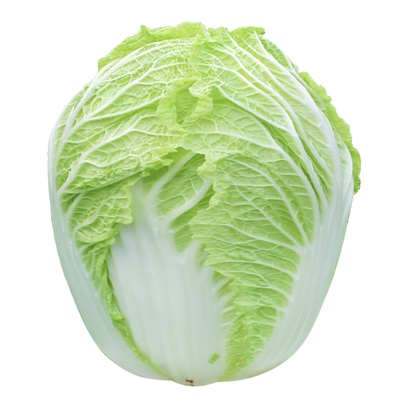 夏秋王大白菜种子种籽孑蔬菜黄心夏季耐热过年籽种山东胶州大全秋