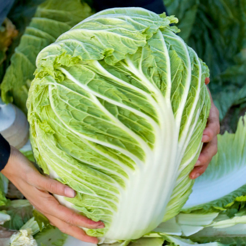 夏秋王大白菜种子种籽孑蔬菜黄心夏季耐热过年籽种山东胶州大全秋