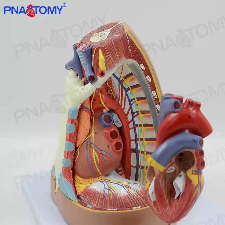 人体呼吸系统纵隔解剖模型心脏胸膜神经血管膈医用呼吸科心内科-图1