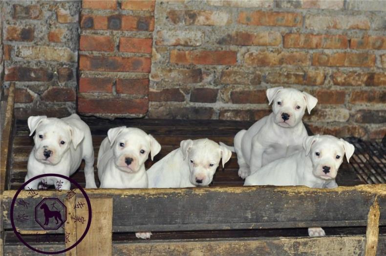 重庆猎犬繁殖基地纯种阿根廷杜高犬卡斯罗川东猎犬看家护院打猎狗 - 图3