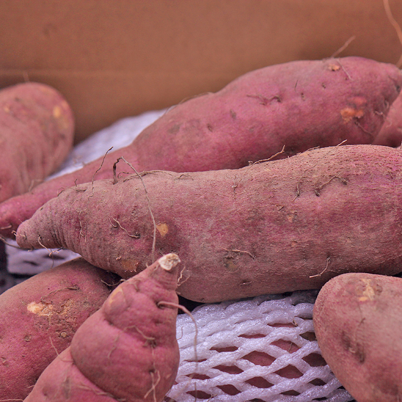 六井旗舰店桥头地瓜桥头富硒地瓜新鲜番薯新鲜沙地红薯山芋板栗番薯蔬菜包邮2