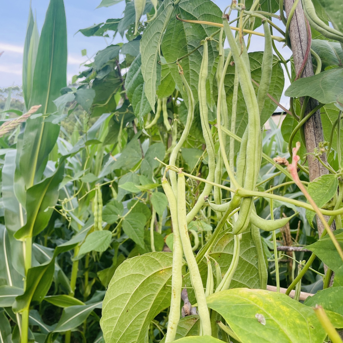 贵州农家露天自种四季豆新鲜菜豆角芸扁豆无筋豆架豆刀豆龙豆青豆 - 图2