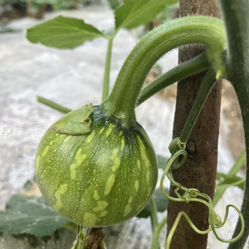 贵州小南瓜农家当季露天新鲜蔬菜小瓜崽瓜娃子绿皮嫩瓜吊瓜圆瓜 - 图0