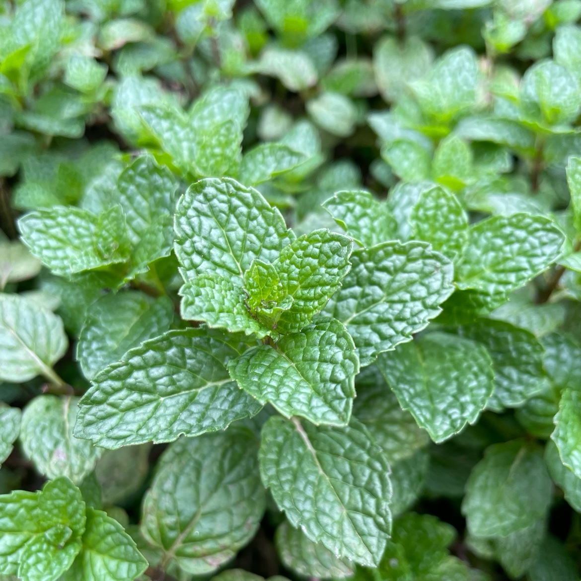 薄荷叶新鲜食用贵州特产野菜农家自种狗肉香留兰香鱼香菜火锅蔬菜-图0