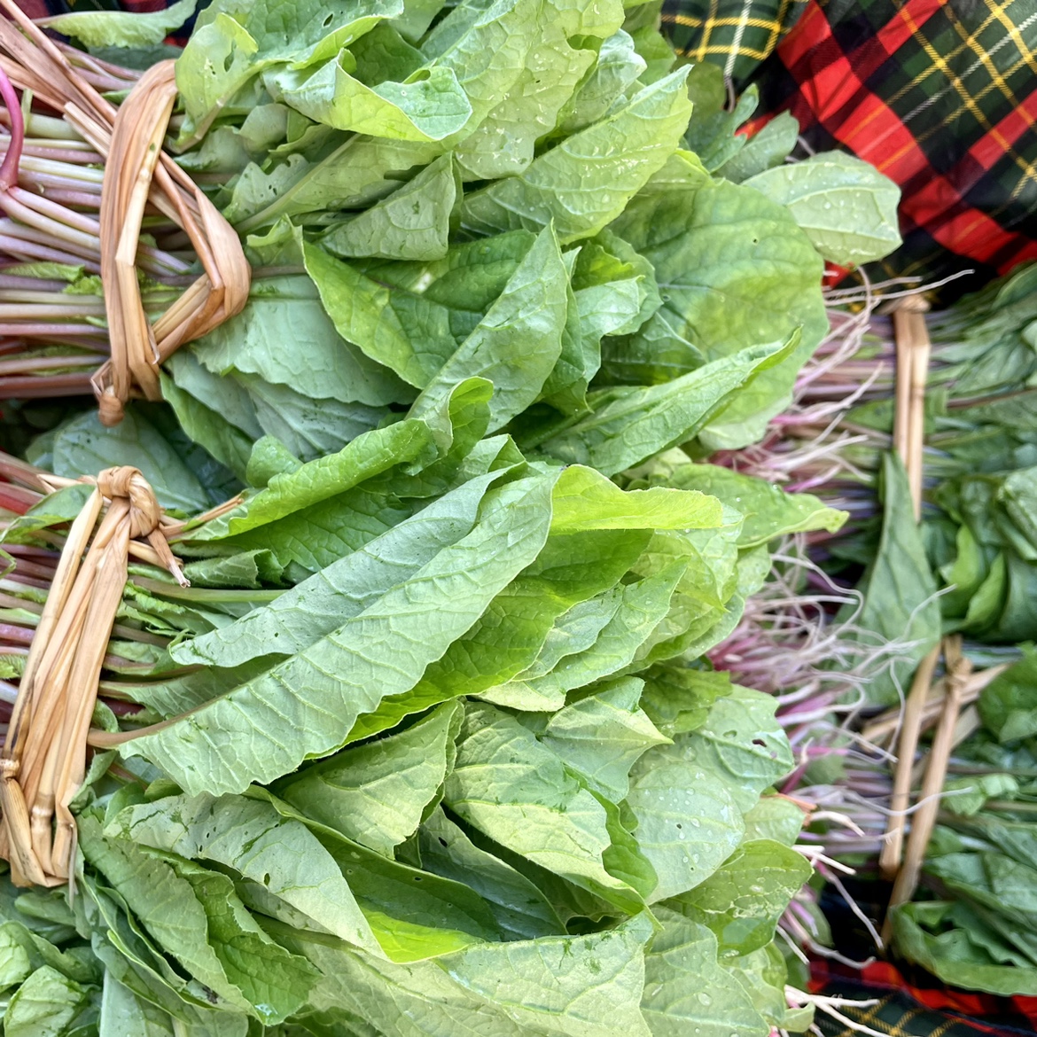 贵州农家新鲜萝卜菜红白萝卜苗叶菜萝卜樱子青菜辣菜时令蔬菜 - 图1