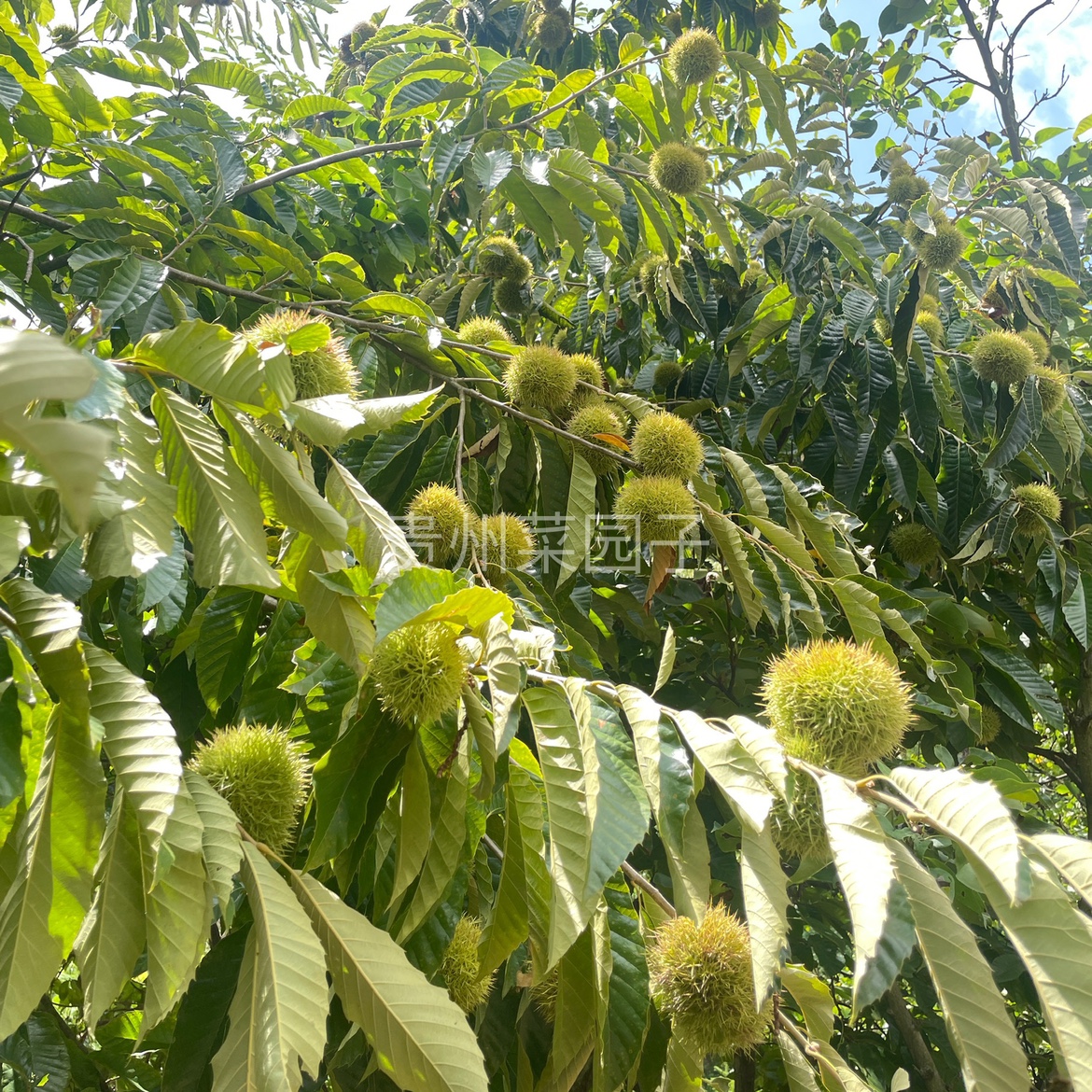 贵州高山老树野生新鲜生板栗中大果粒脆甜毛栗子油栗5斤带壳整箱 - 图2