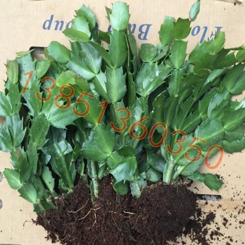 盆栽蟹爪兰花苗 蟹爪兰盆栽 蟹爪兰带根发货当年开花拍8棵包邮 - 图2