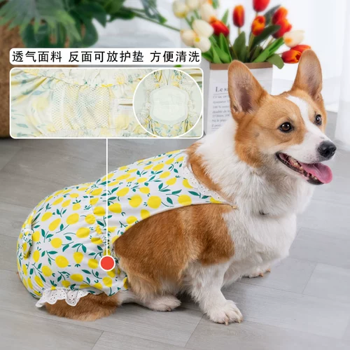 Собачья физиологические штаны Женщина -собака тетя артефакт, сука, менструальная защитная штаны Пет Тедди Корги защита