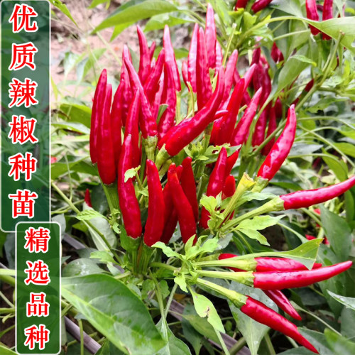 农家辣椒种子苗朝天椒线椒青杭椒辣椒种籽蔬菜种子孑秧苗盆栽四季 - 图2