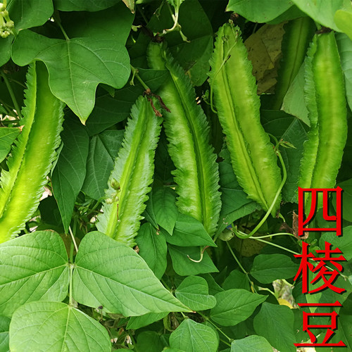 特长四棱豆种子豆角四角豆皇帝香龙豆豆种籽阳台农家田园四季蔬菜 - 图2