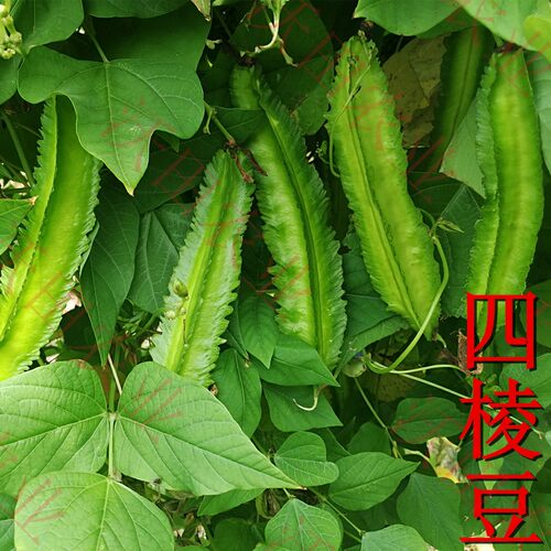海南四棱豆种子菜豆豇豆角四角豆种孑皇帝豆种籽爬藤蔬菜种苗包邮 - 图0