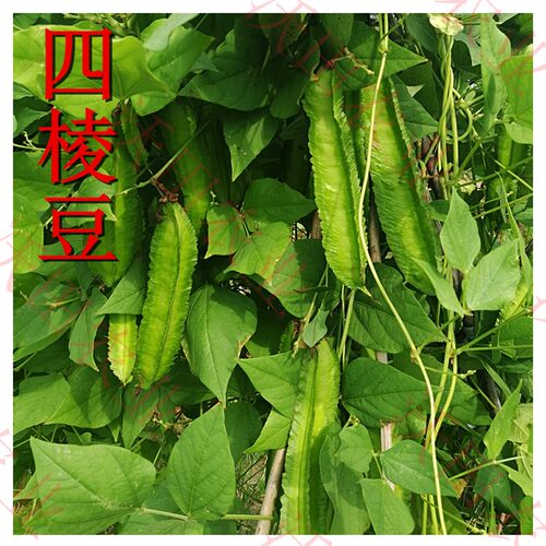海南四棱豆种子菜豆豇豆角四角豆种孑皇帝豆种籽爬藤蔬菜种苗包邮 - 图1