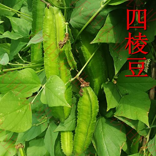 海南四棱豆种子菜豆豇豆角四角豆种孑皇帝豆种籽爬藤蔬菜种苗包邮 - 图2