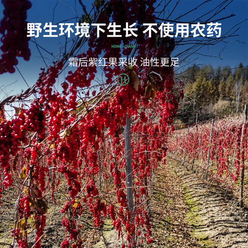 弘强五味子东北长白山北五味子茶新货油籽非野生非特级中药泡茶酒 - 图2