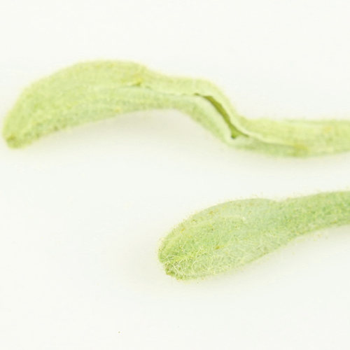 弘强花草茶金银花金银花茶自制金银花露茶叶可搭配玫瑰花茶菊花茶 - 图2
