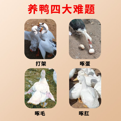 鸭鹅通用型眼镜操作简单方便不易啄伤防打架防啄毛好佩戴 - 图3