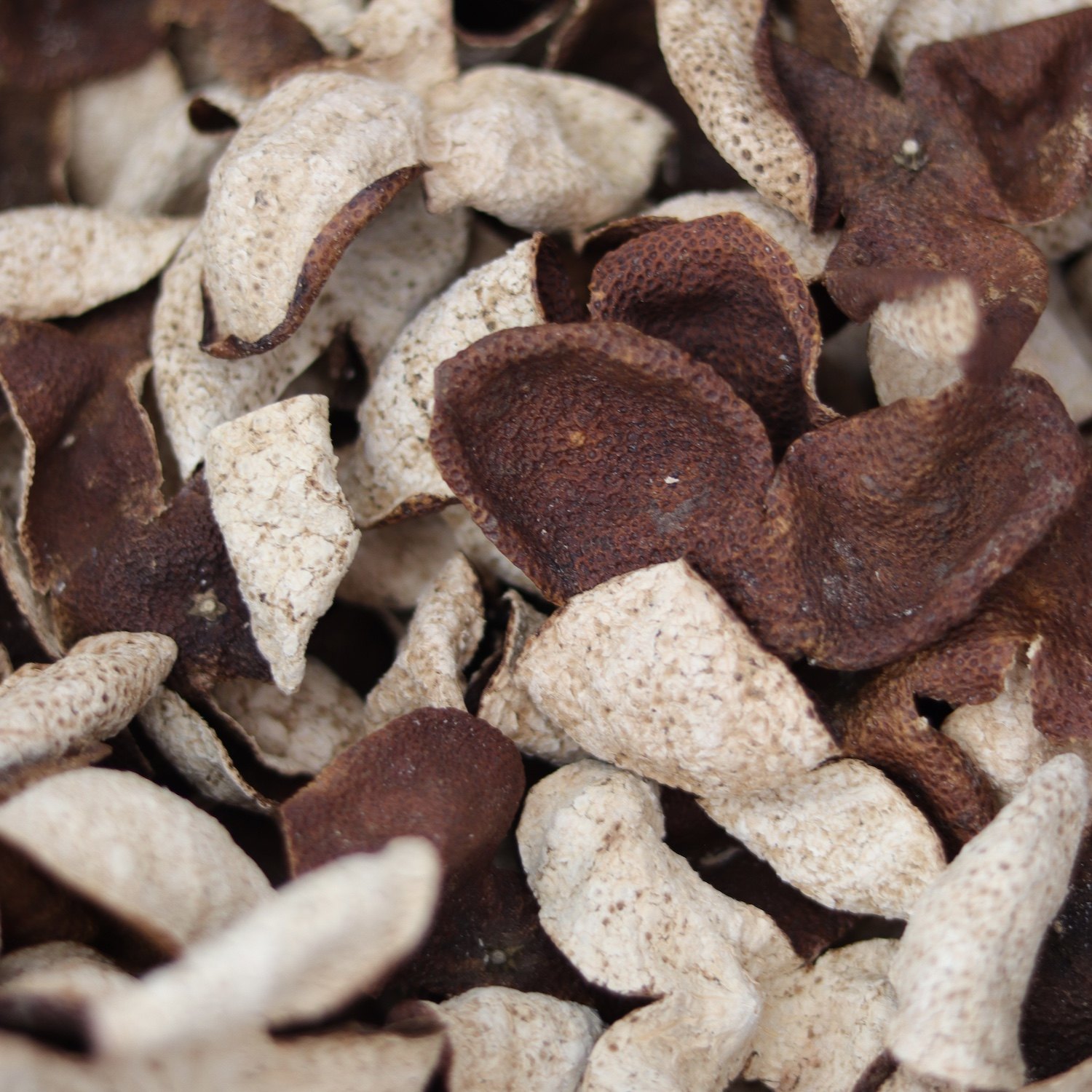 『新』清山茶事｜2021年新会茶坑圈枝大红柑陈皮,淘宝优惠券,粉丝福利购,淘宝优惠卷