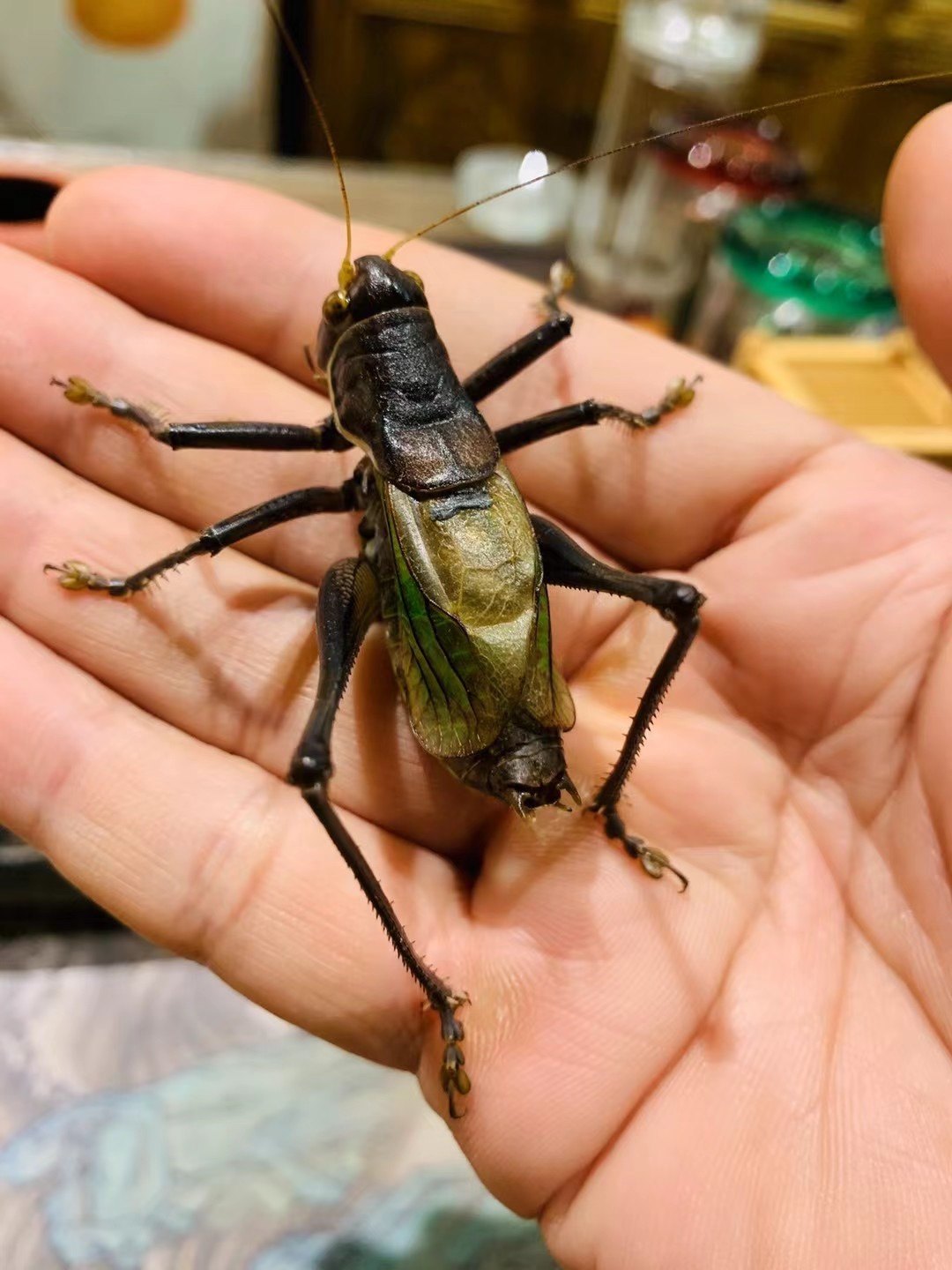 蝈蝈活鸣虫平谷巨型冬蝈蝈大号铁皮叫罐笼子点药,淘宝优惠券,粉丝福利购,淘宝优惠卷