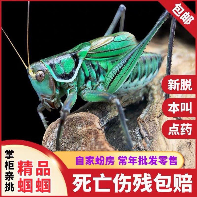 蝈蝈活鸣虫平谷巨型冬蝈蝈大号铁皮叫罐笼子点药,淘宝优惠券,粉丝福利购,淘宝优惠卷