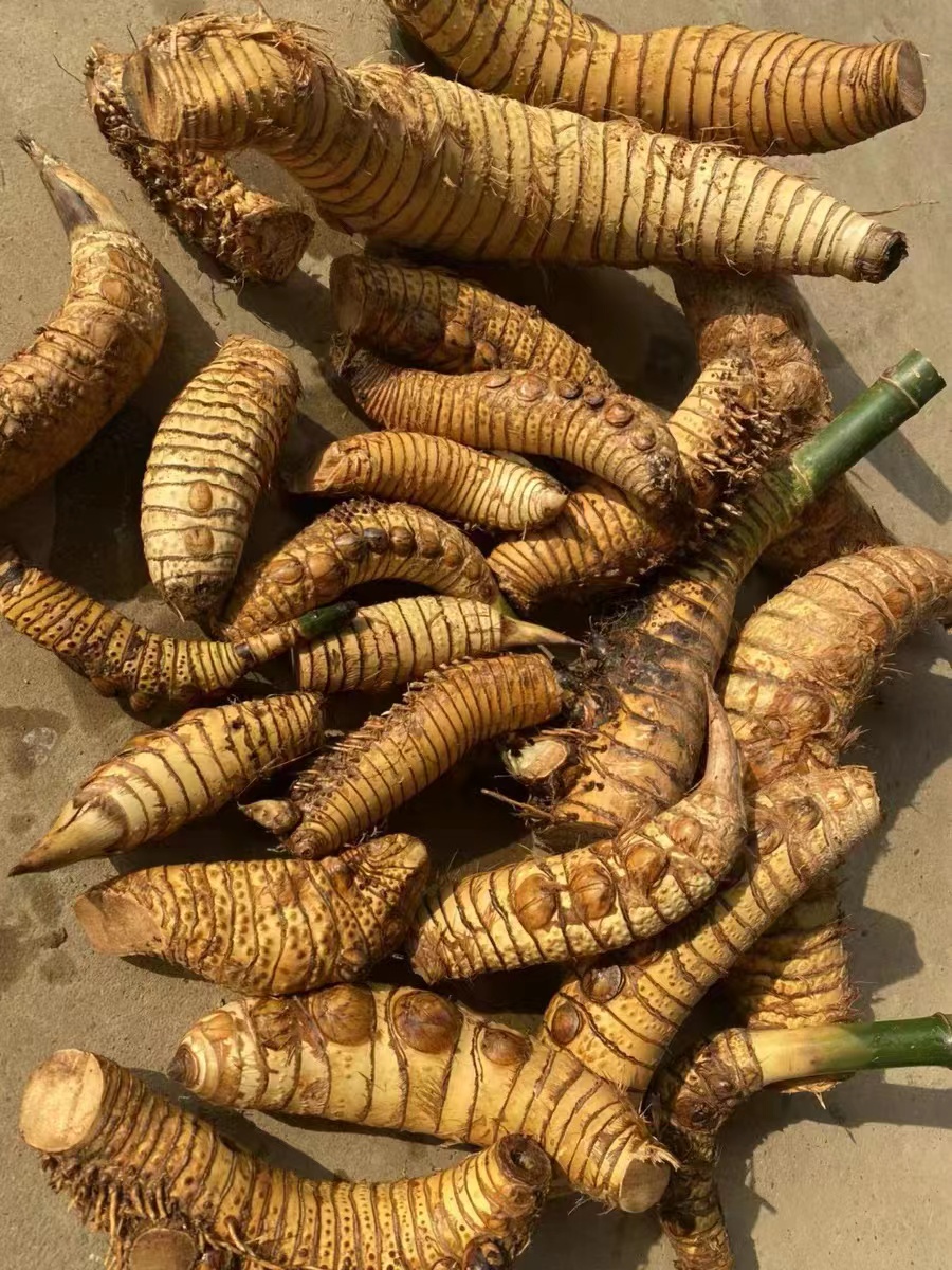 直播间一物一拍小叶簕竹茶桌盆景盆栽绿植生桩练手桩四季常青-图0