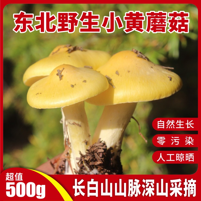 野生东北特产小黄蘑菇特干货级干松蘑500g小鸡炖新鲜黄油蘑阿尔山-图0