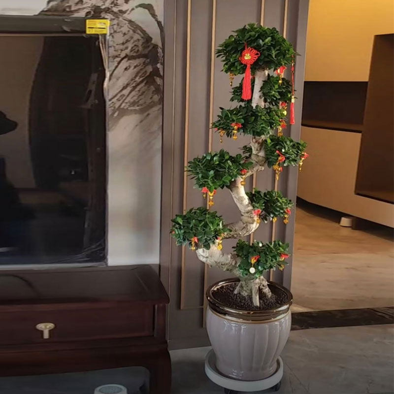 金钱榕树盆栽客厅办公室招财绿植摇钱树乔迁送礼植物四季常青好养,淘宝优惠券,粉丝福利购,淘宝优惠卷