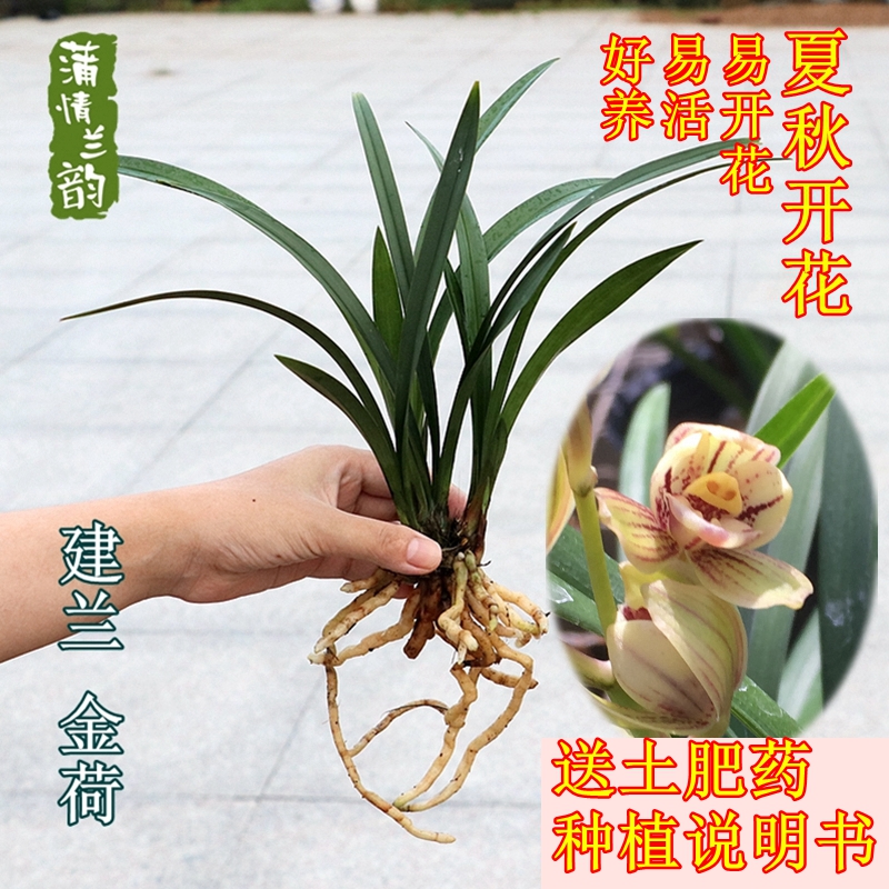 矮种四季兰建兰金荷兰花苗夏秋开花绿植盆栽花卉植物办公室茶桌-图0