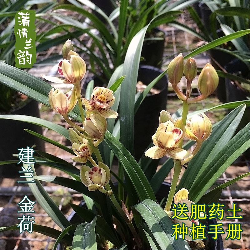 矮种四季兰建兰金荷兰花苗夏秋开花绿植盆栽花卉植物办公室茶桌-图1