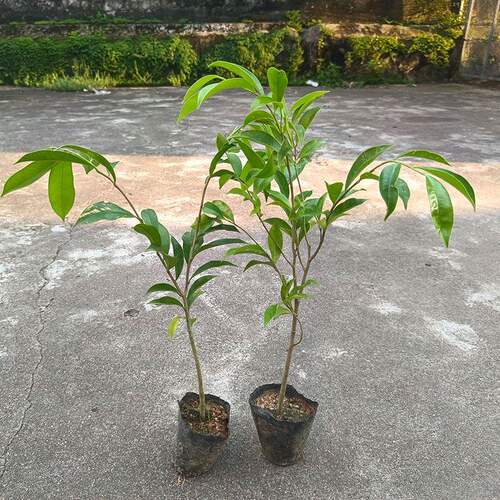 正宗奇楠沉香树苗名贵庭院绿化原土实生直生自然结香树苗沉香小苗 - 图3