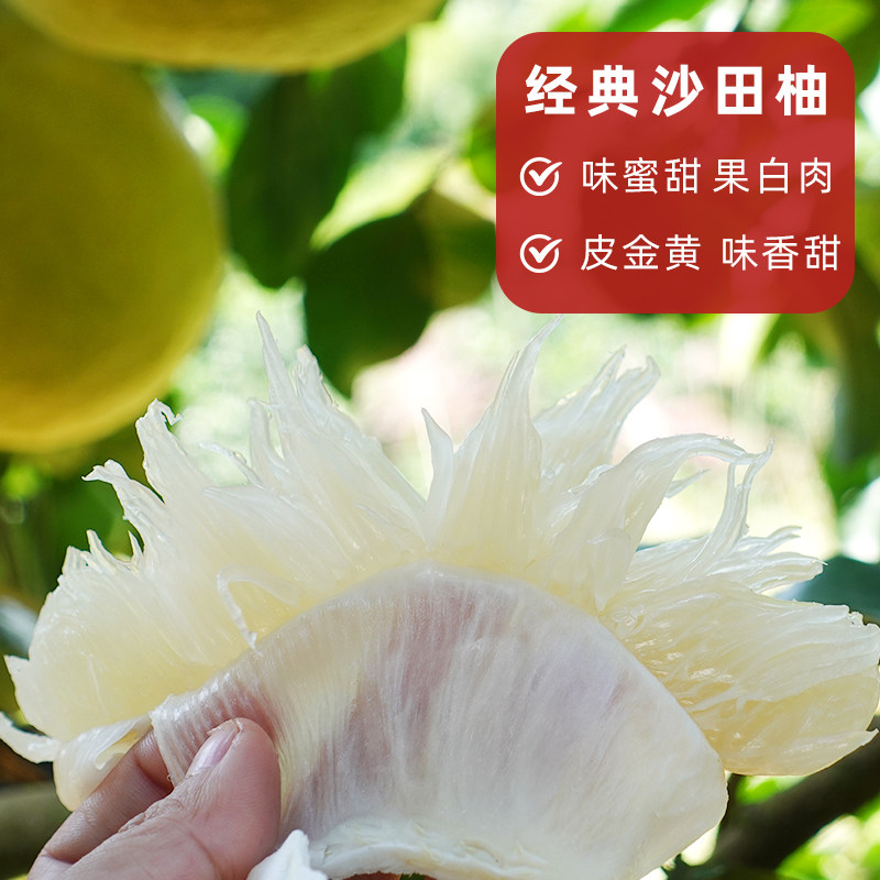 广西沙田柚子树苗木嫁接三红心蜜柚庭院绿化南北方种植盆地栽果苗,淘宝优惠券,粉丝福利购,淘宝优惠卷