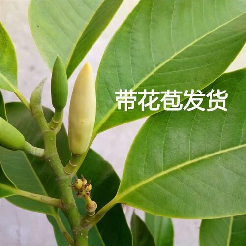 玉兰花树苗黄角兰带花苞阳台庭院白兰花盆栽耐热绿植老桩植物花卉 - 图2