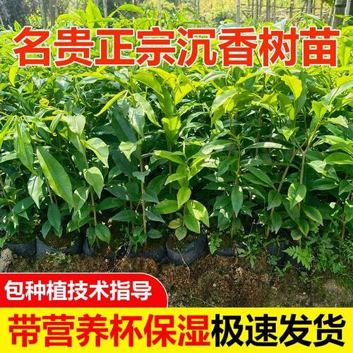 正宗奇楠沉香树苗名贵庭院绿化原土实生直生自然结香树苗沉香小苗 - 图1