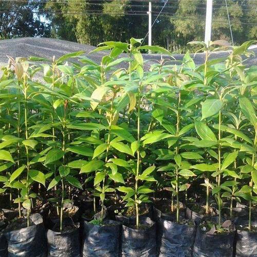 四川金丝楠木苗正宗金丝楠苗名贵小叶桢楠树苗金丝楠木苗楠木树苗 - 图1
