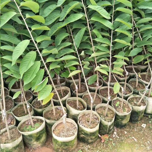 农科院释迦果苗南方种植台湾凤梨黄龙番荔枝佛头果树苗盆地栽种植 - 图1