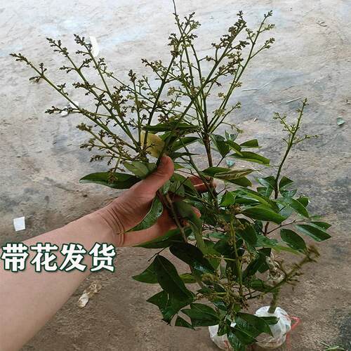 荔枝树苗带花荔枝苗冰荔桂味无核荔枝嫁接苗带土叶南方种植水果苗 - 图3