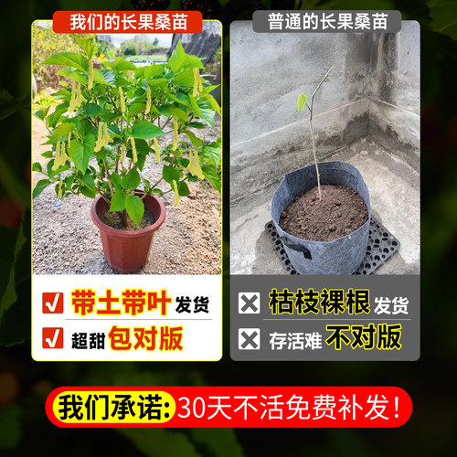 长果桑葚树苗台湾桑椹桑甚带果桑树活苗嫁接盆栽室内果树果苗阳台 - 图0