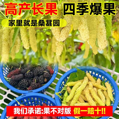 长果桑葚树苗台湾桑椹桑甚带果桑树活苗嫁接盆栽室内果树果苗阳台 - 图2