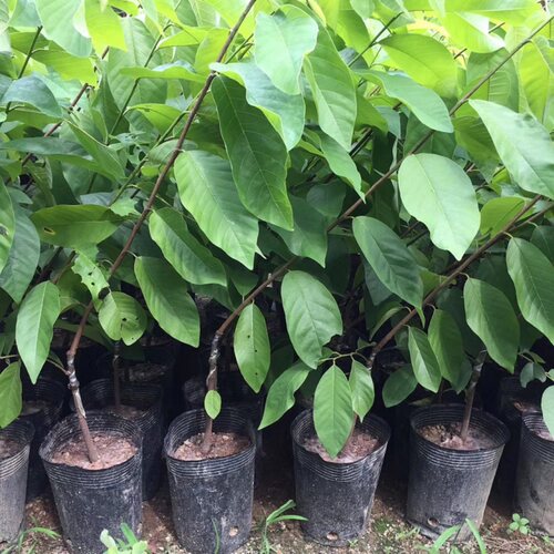 农科院释迦果苗南方种植台湾凤梨黄龙番荔枝佛头果树苗盆地栽种植 - 图0