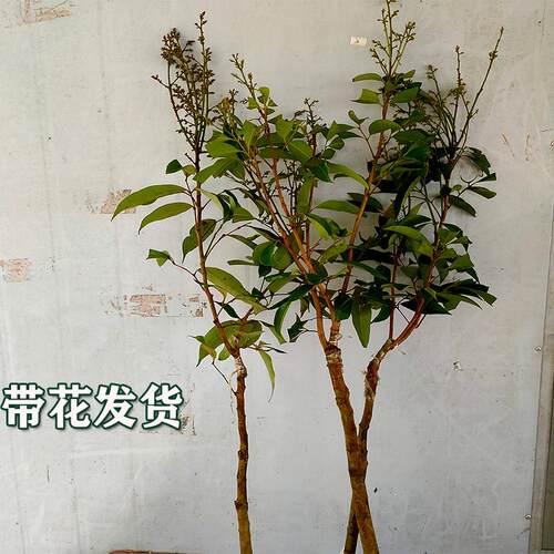 荔枝树苗带花荔枝苗冰荔桂味无核荔枝嫁接苗带土叶南方种植水果苗 - 图1