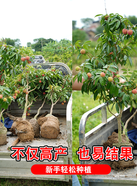 广西无核荔枝树带叶带土发糯米糍荔枝树苗嫁接荔枝树苗妃子笑桂味